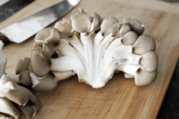 oyster mushroom
